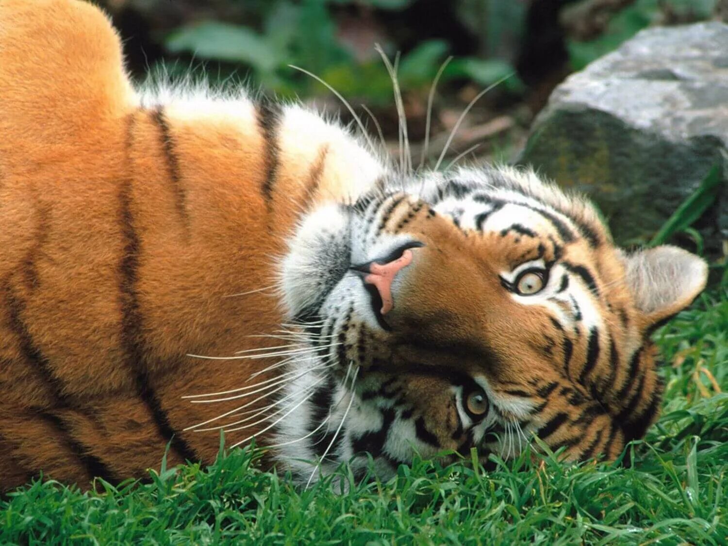 Включи живые животные. Амурский тигр. Красивый тигр. Тигор. Тигр обои.