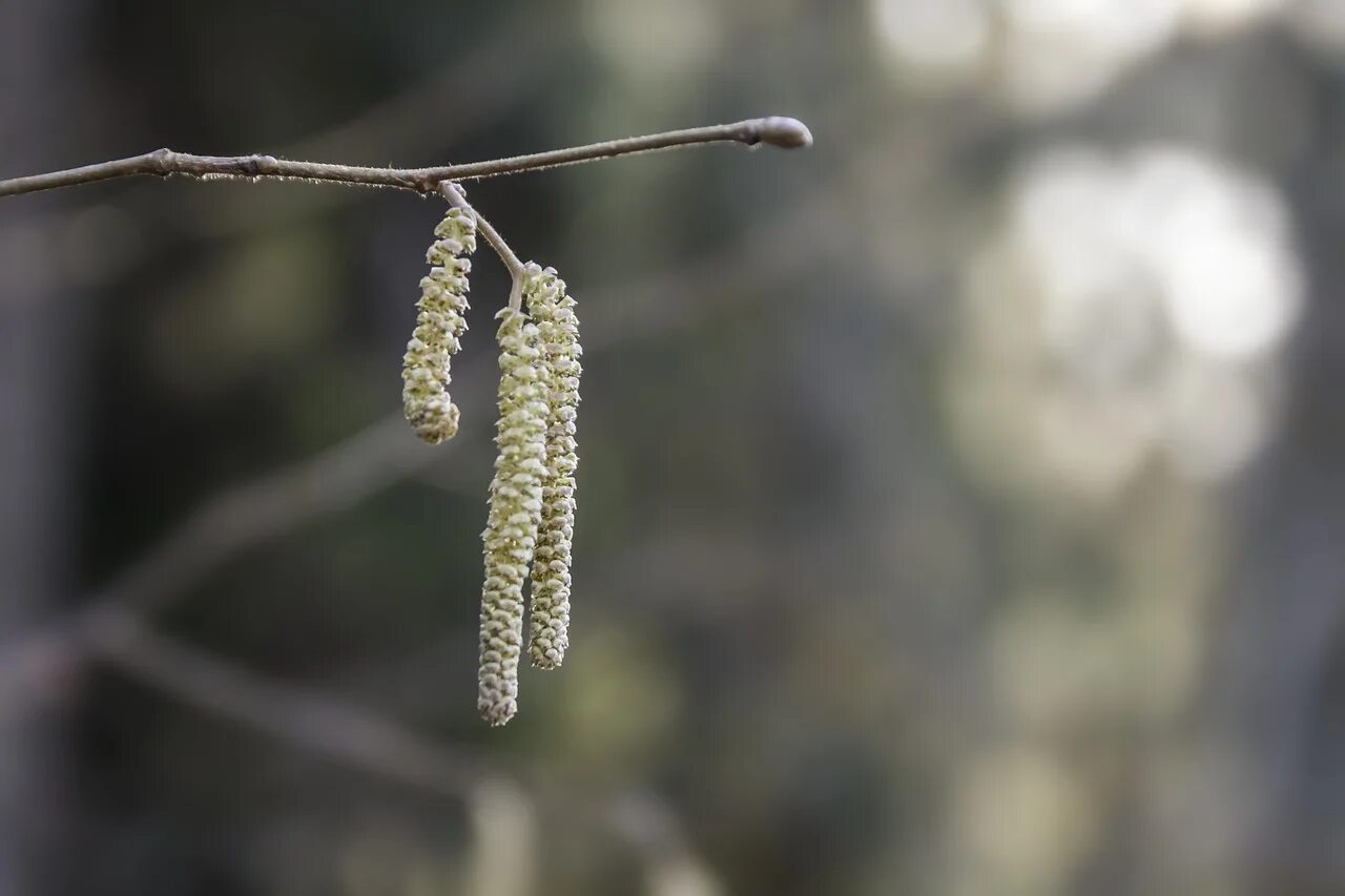 березовая пыльца. ольхи сережки пыльца. пыльца тополя. цветение березы. пыльца березы.