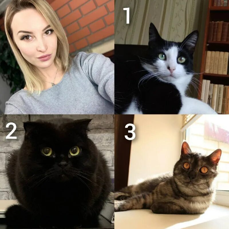 Кот с хвостом. Приколы с котами. Под кот ответ. Под кот ответ. Под кот ответ.