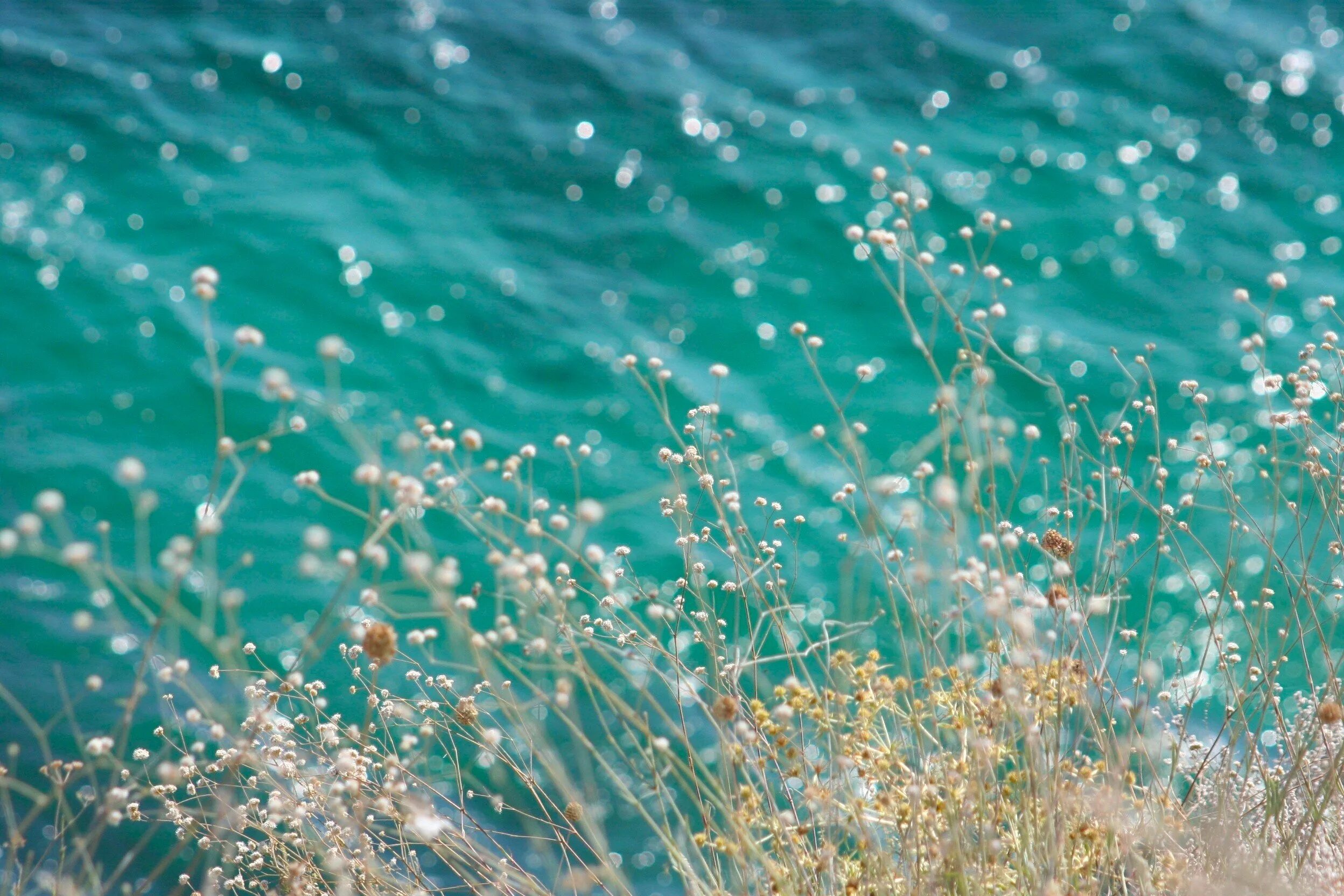 Морская роса. Макросъемка природа. Цветы на фоне воды. Голубика чукотка. Капли макро.