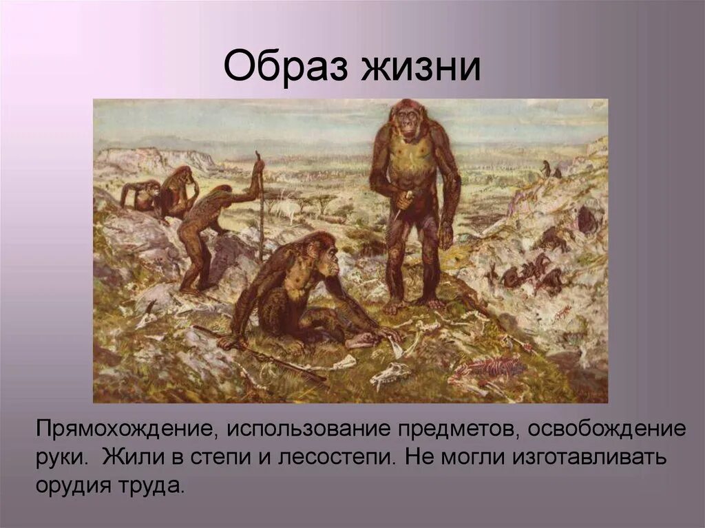 Роль предков в нашей жизни. Образ австралопитеков образ жизни. Образ жизни предков. Австралопитек прямохождение. Общественный образ жизни предков человека.