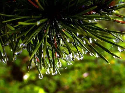 Forest dew