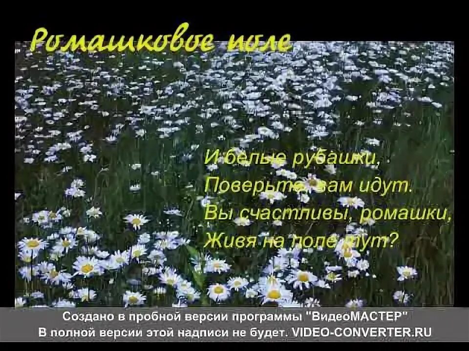 Стихи о ромашках красивые. Ромашковый рай стихи. Цитаты про поле. Высказывания про ромашки. Стишки про ромашку.