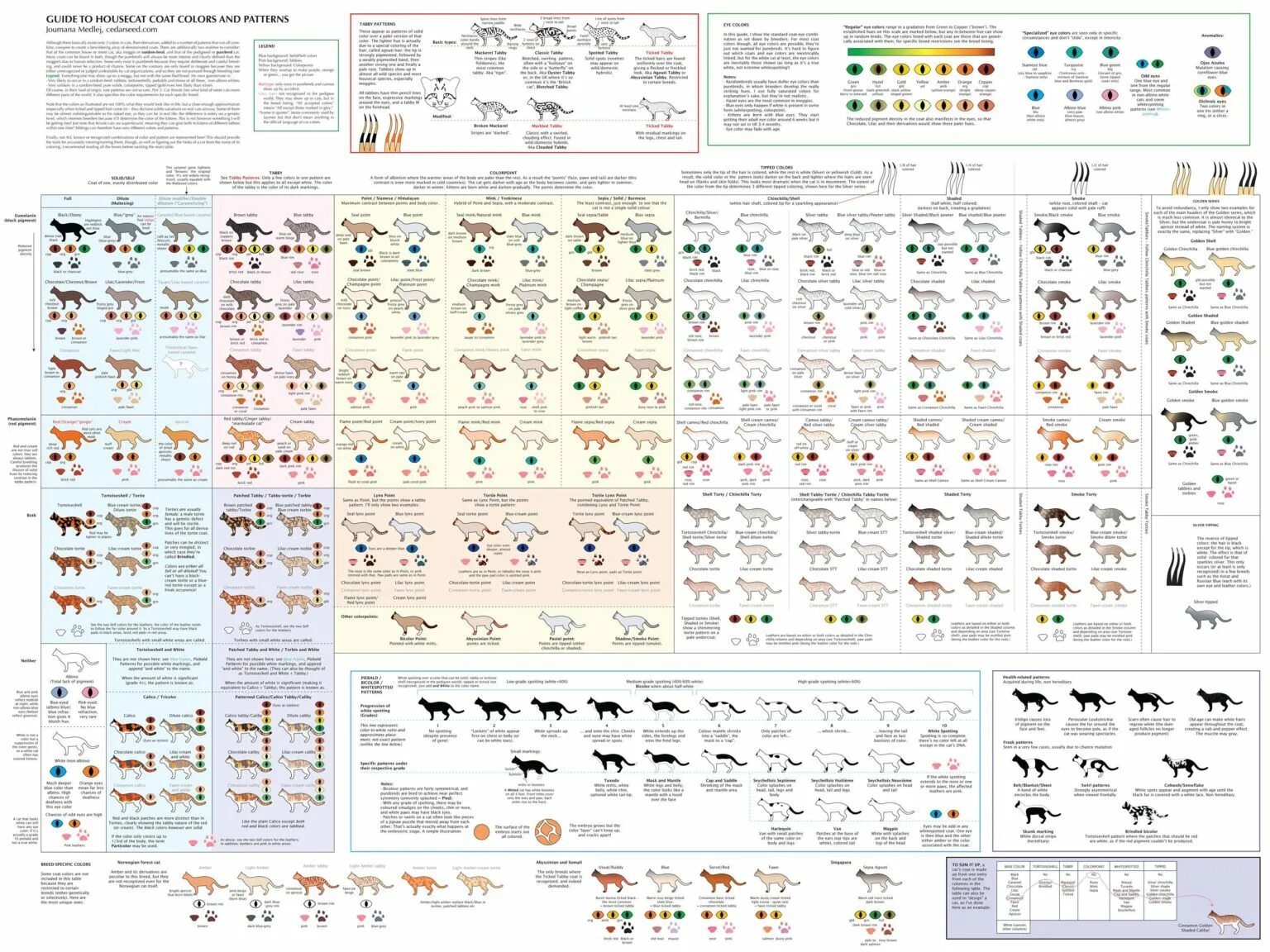 Окрас и тип шерсти кошек. Таблица генетики окрасов шотландских кошек. Окрасы шотландских кошек таблица. Атлас окрасов шотландских кошек. Классификация окраса шотландских кошек.