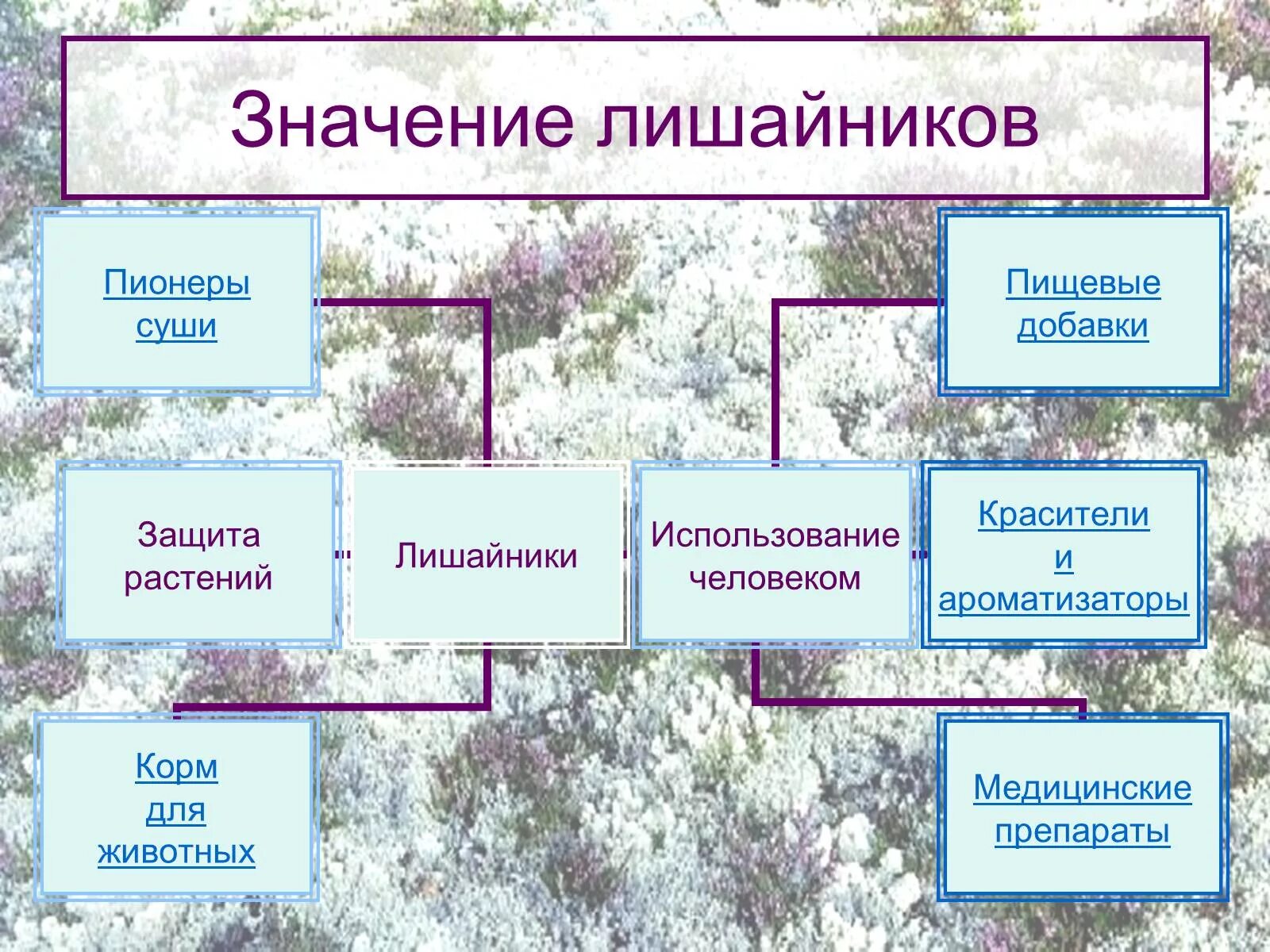 Значение лишайников. Значение лишайников презентация. Роль лишайников в природе. Роль лишайников для человека.