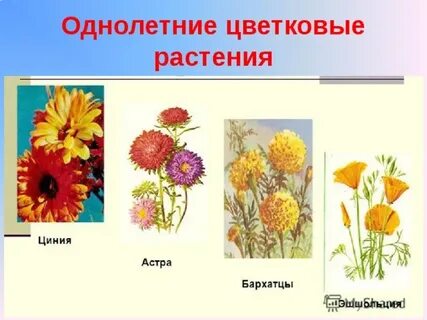 Однолетним растением является
