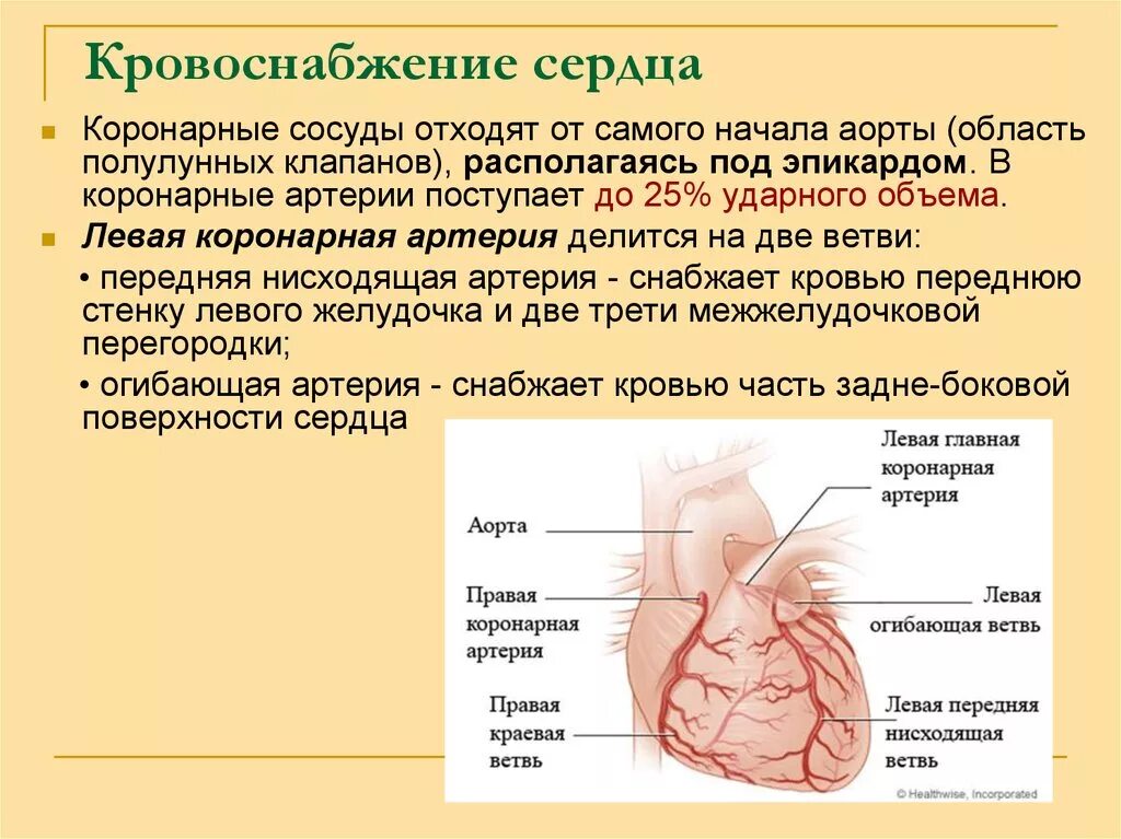 Коронарные артерии начинаются. Топографическая анатомия коронарных артерий. Эпикардиальные коронарные артерии. Коронарные сосуды сердца краткие сведения.