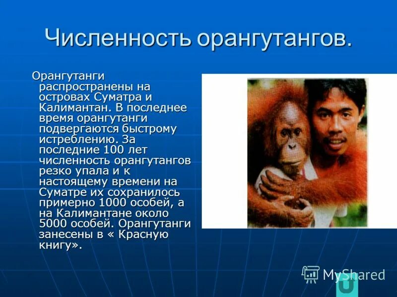 Каких обезьян относят к человекообразным обезьянам