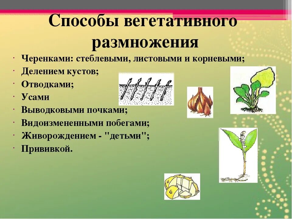 Вегетативное размножение растений черенками. Способ размножения растений черенкование. Стеблевой черенок вегетативное размножение. Способы вегетативного размножения. Сообщение о значении вегетативного размножения