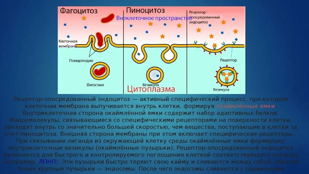 Характерна пульсация образование путем эндоцитоза. Эндоцитоз фагоцитоз пиноцитоз. Рецептор-опосредованный пиноцитоз. Эндоцитоз экзоцитоз фагоцитоз это. Рецептор-опосредованный эндоцитоз этапы процесса.