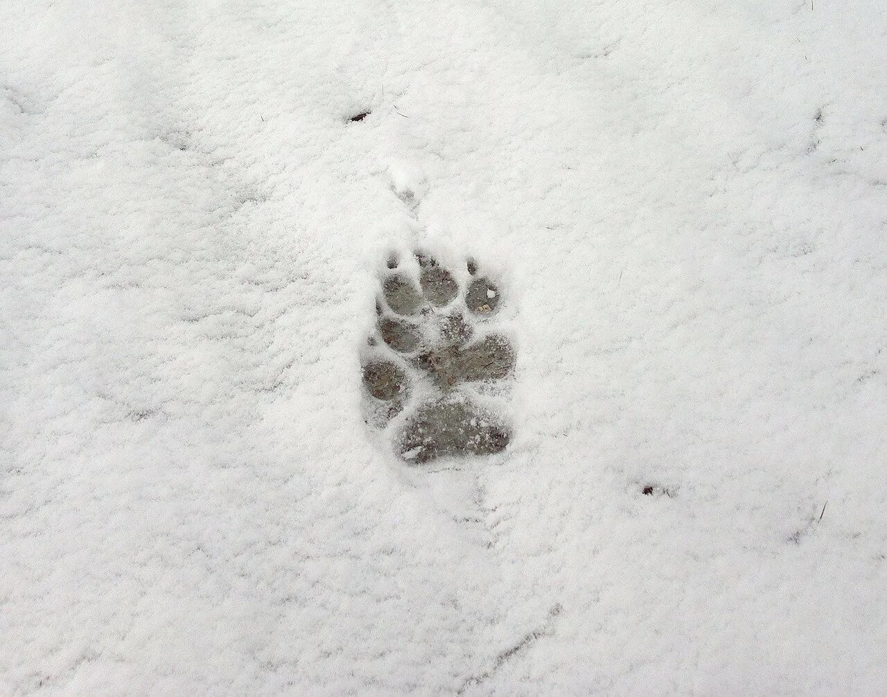 Видны заячьи следы. Следы животных на снегу. Следы лисы. Отпечатки следов животных на снегу. Следы собаки на снегу.