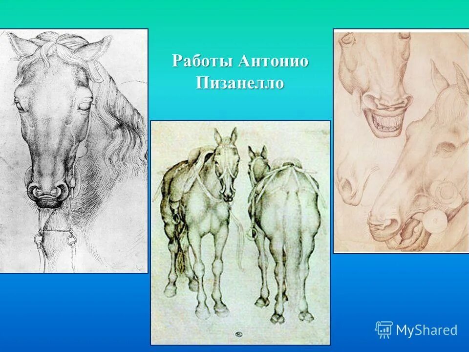 хорошее отношение к лошадям образ лошади