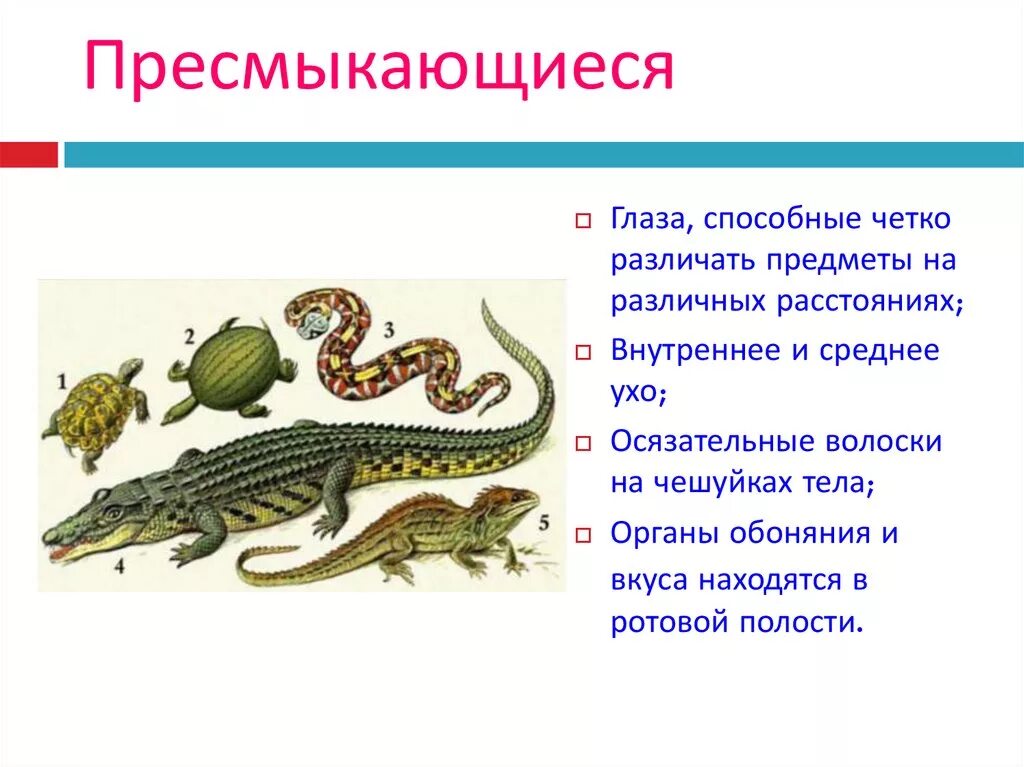 Класс пресмыкающиеся 7 класс вариант 2. Органы чувств рептилий таблица. Органы чувств пресмыкающиеся 7 класс биология. Пресмыкающиеся для дошкольников. Органы чувств у пресмыкаущих.