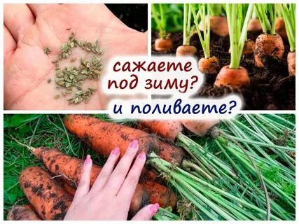 Можно ли посадить морковь