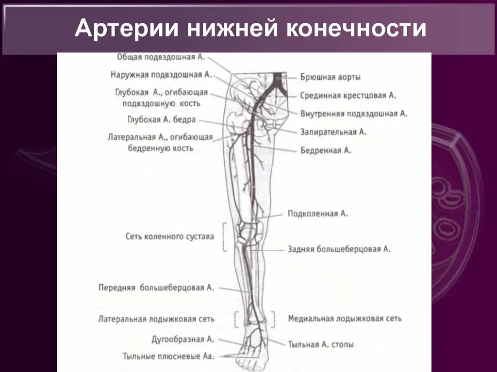 Артериальные сосуды нижних конечностей. Кровоснабжение нижней конечности схема. Сосуды нижних конечностей анатомия схема. Вены и артерии нижних конечностей схема. Артерии нижней конечности анатомия.