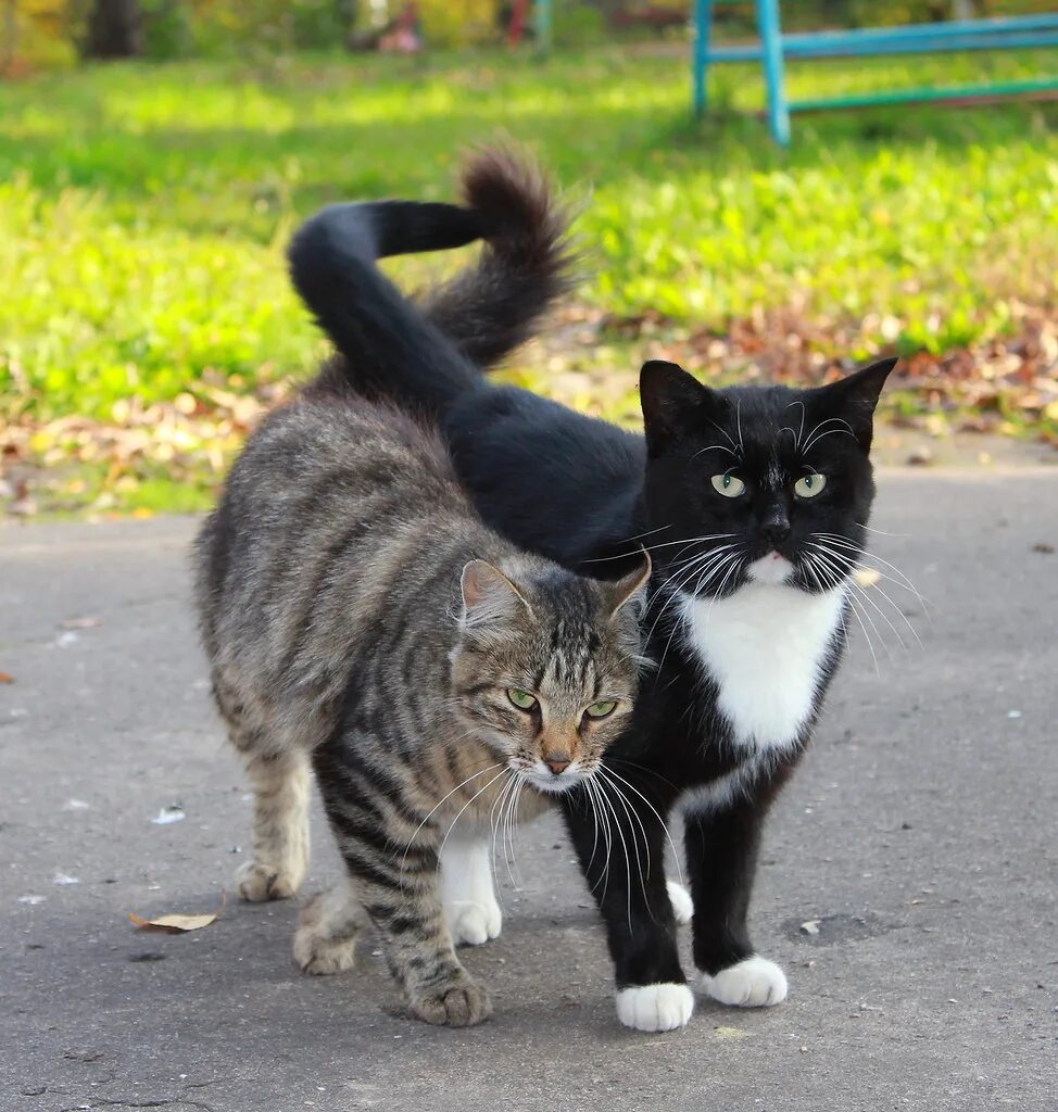 Кот под 2. Два кота. котики вместе. кот и кошка.