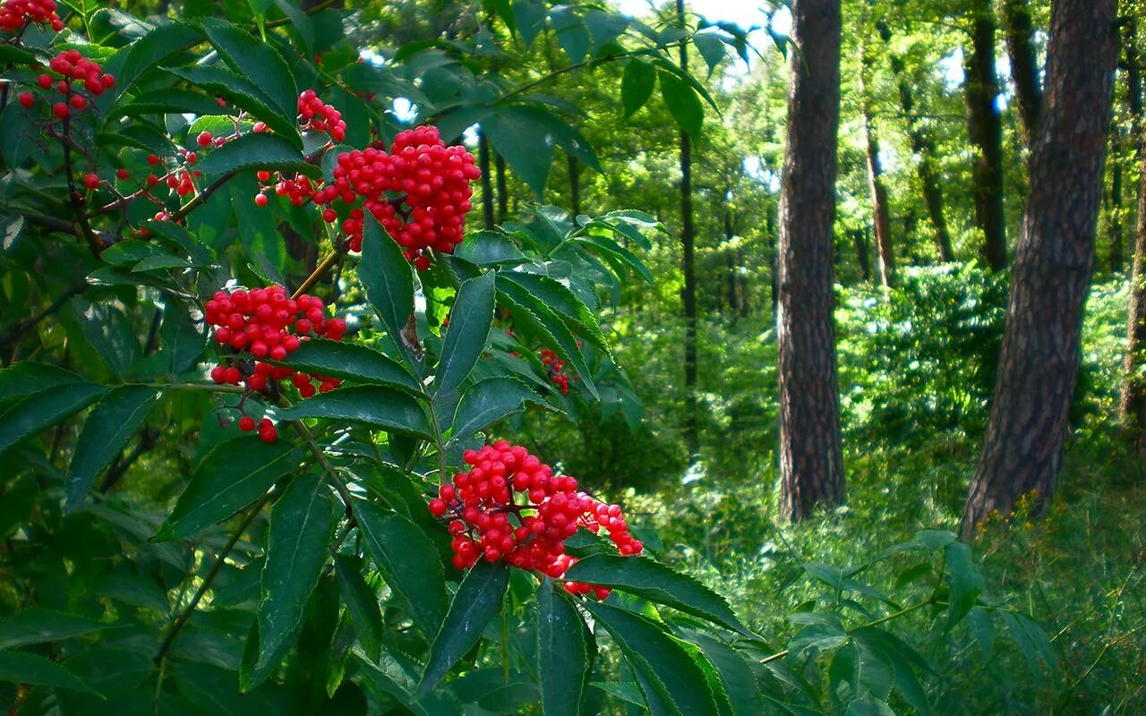кустарник несъедобный. кустарник несъедобный. жимолость лесная красная. волчье лыко ягода. дафна волчеягодник.
