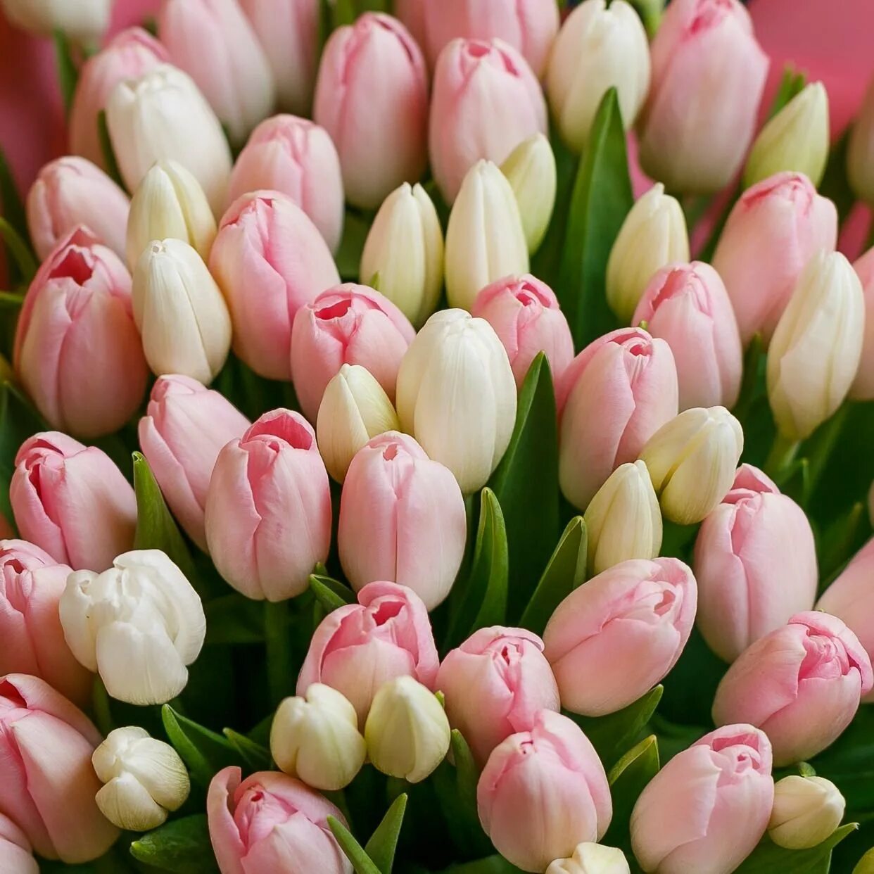 Что значит розовый тюльпан. Нежные тюльпаны. Бледно розовые тюльпаны. Розовые тюльпаны. Нежнорозаые тюльпаны.