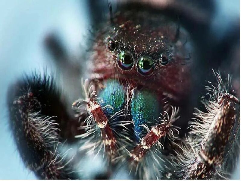 У пауков прикрепленный образ жизни. Хелицеры паукообразных. Хелицеры и педипальпы паукообразных. Хелицеры паука скакуна. Глаза паука скакуна.