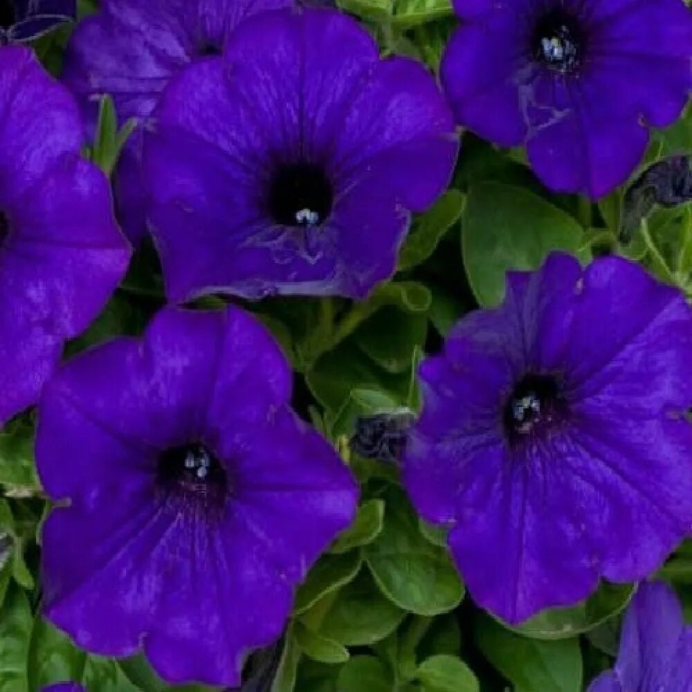 Петуния суперкаскад. Петуния fanfare blue. петуния supercascade blue. петуния грандифлора суперкаскад блю.