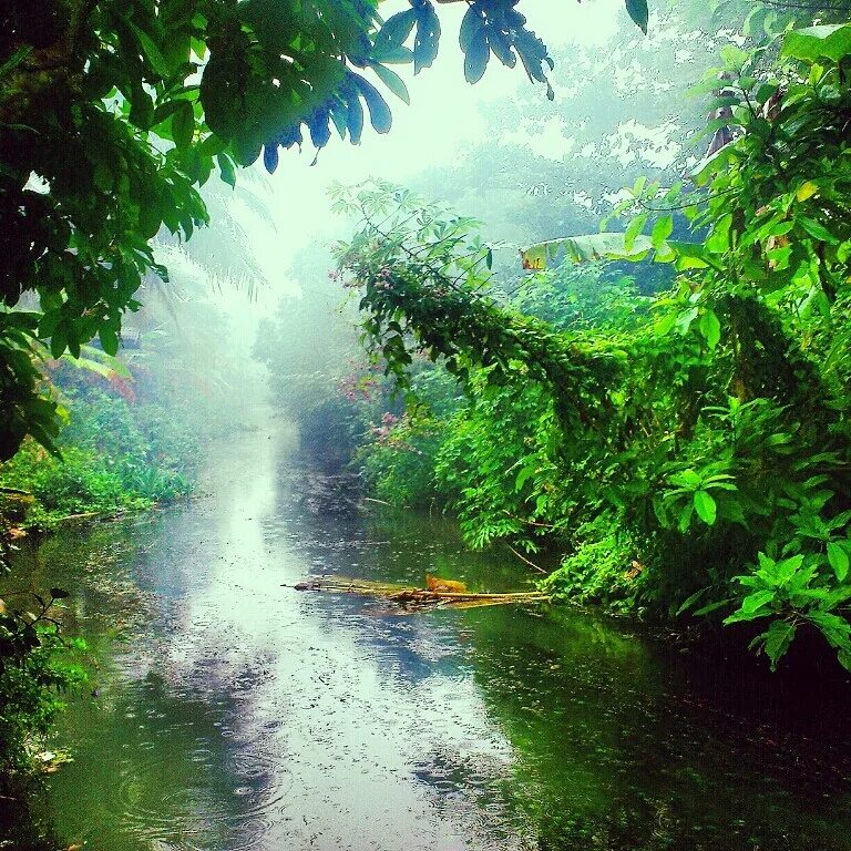 Дождь в джунглях. Джунгли после дождя. Дождь на реке.