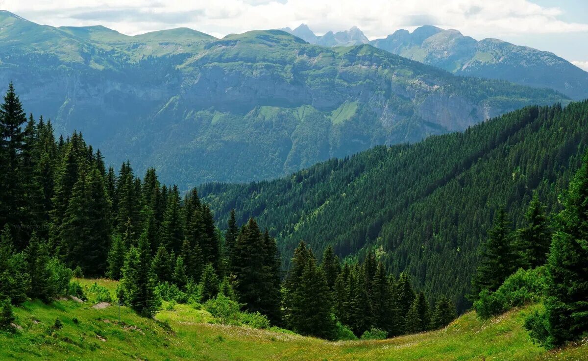 Горы покрытые лесом. Эль-капитан гора калифорния. Горы покрытые скалами и лесами. Горы покрытые лесом. Япония остров хоккайдо лес.