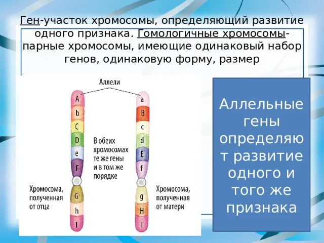 Набор генов. Хромосомы содержащие одинаковый набор генов. Парные хромосомы это. Как называются парные хромосомы. Парные хромосомы называются