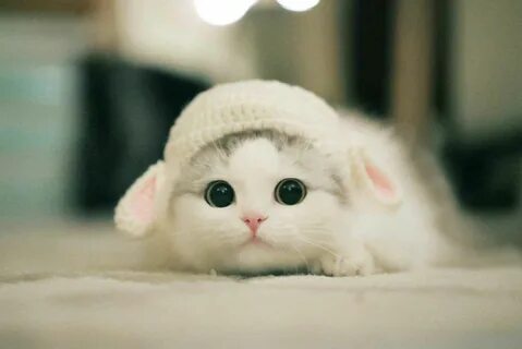 Cute Cats And Kittens, Kittens Cutest, Cool Cats, Funny Animals, Funny Pets...