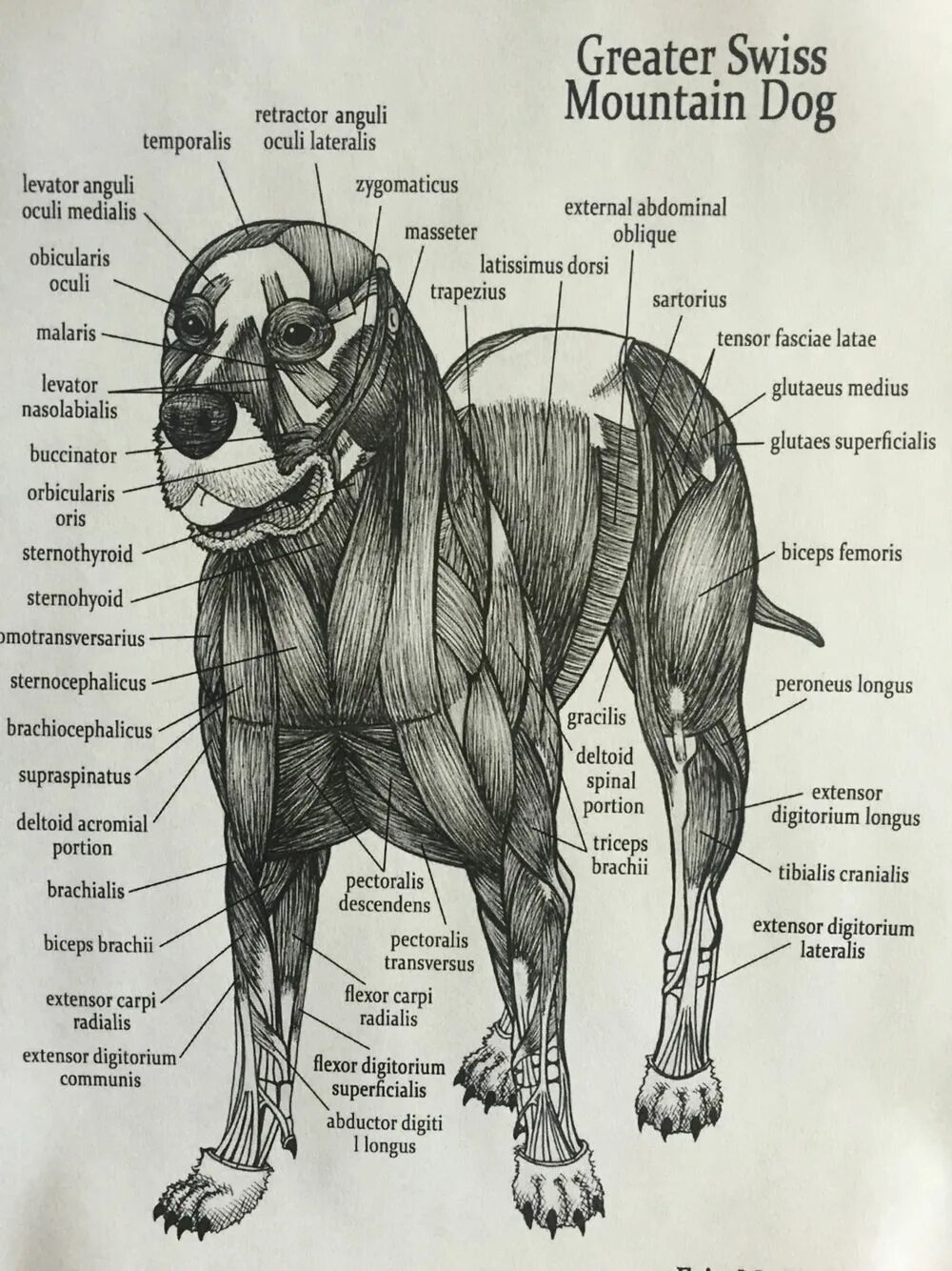 Анатомия задней лапы собаки. Анатомия костей лапы собаки. Строение лап у собак анатомия. Анатомия мышц лапы собаки. Строение лапок