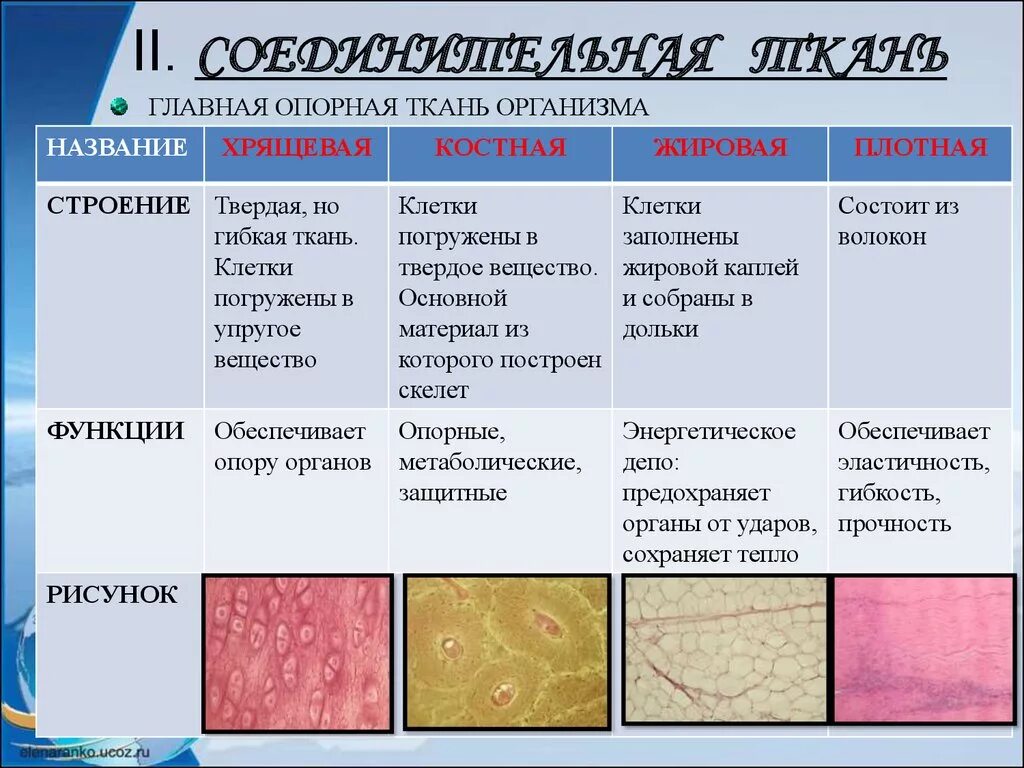 Таблица ткань строение местонахождение функции