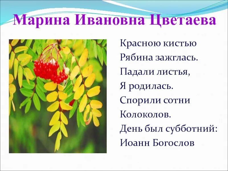 Стих красною кистью рябина зажглась. Цветаева красною кистью рябина зажглась. Стихотворение Цветаевой красной кистью.