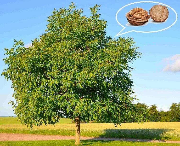 Выращивание грецкого ореха на приусадебных участках. Garden trees, Pecan tree, G