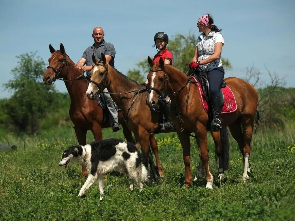 верховая езда. кск. конюшня йошкар ола чудо кони. кск спрингер. кск отклик.