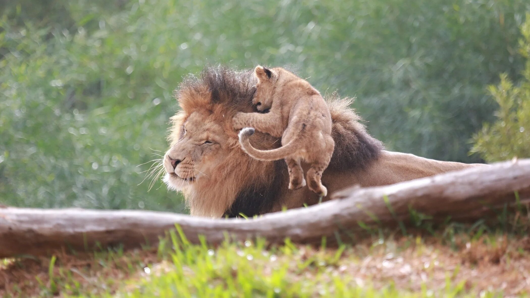 Лев и львица хвост. Папа Лев и Львенок. Львы в дикой природе. Хвост Льва.