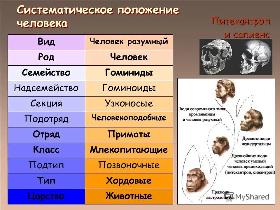 Систематическое положение человека. Систематическое положение человека разумного. Систематика эволюции человека. Систематика современного человека. Человек относится к классу приматов