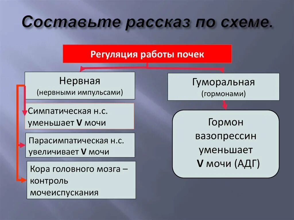 Нервная и гуморальная регуляция почек. Регуляция работы почек схема. Нервная и гуморальная регуляция мочеобразования. Механизмы регуляции деятельности почек. Регуляция мочеобразования нервный и гуморальный механизм.