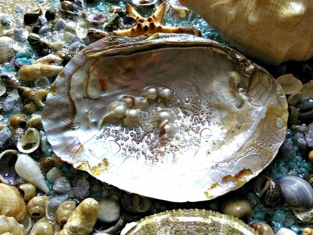 Полезные ископаемые из раковин морских животных. Панно из раковин рапана. море смолой ракушками. картина из ракушка перламутр.. украшения из перламутровых ракушек мидии.