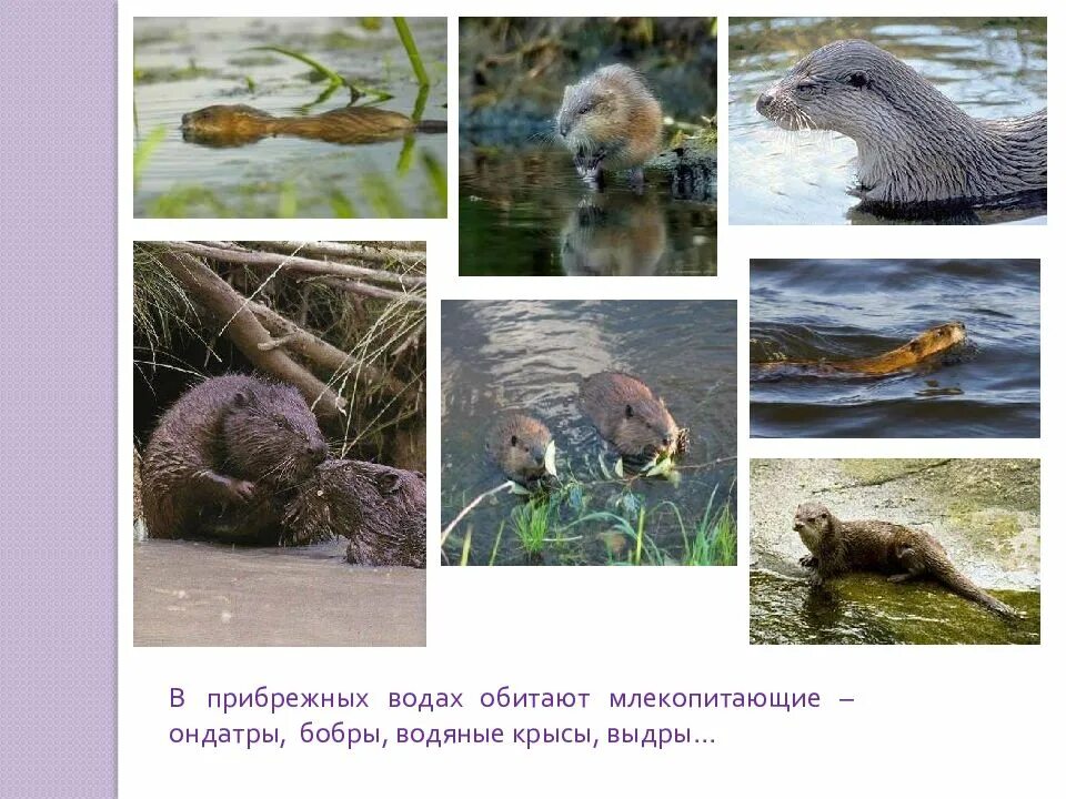 Млекопитающие обитают. Представители млекопитающих зверей. Млекопитающие обитают. Непарнокопытные тапиры. Млекопитающие обитающие в воде.