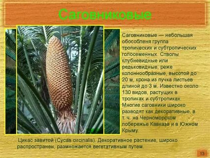 Саговниковые представители