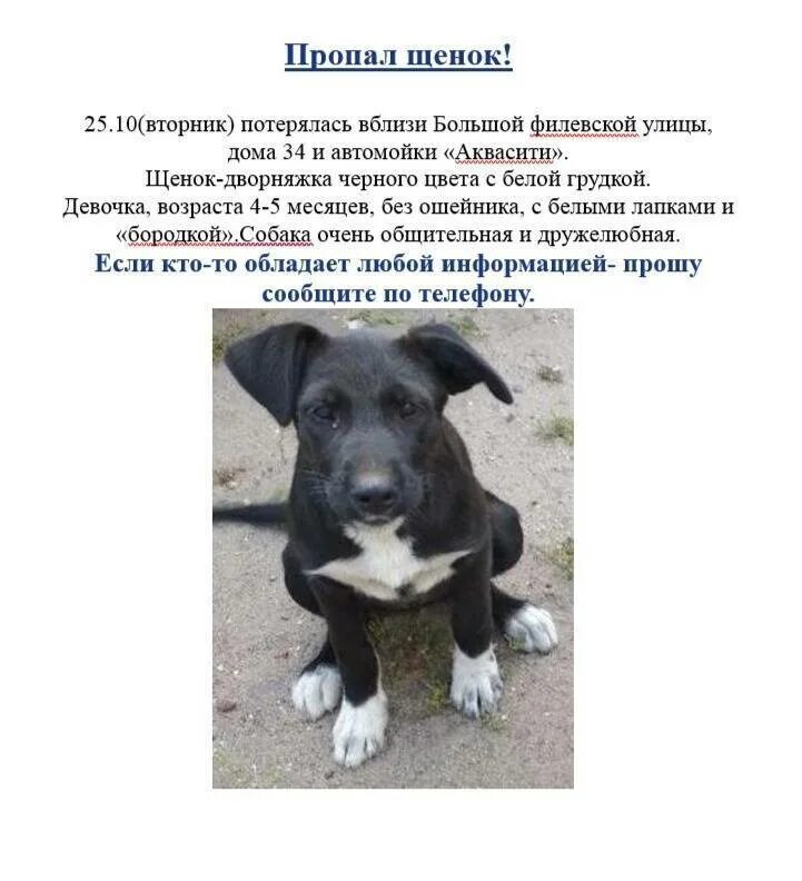 Как назвать белую собаку