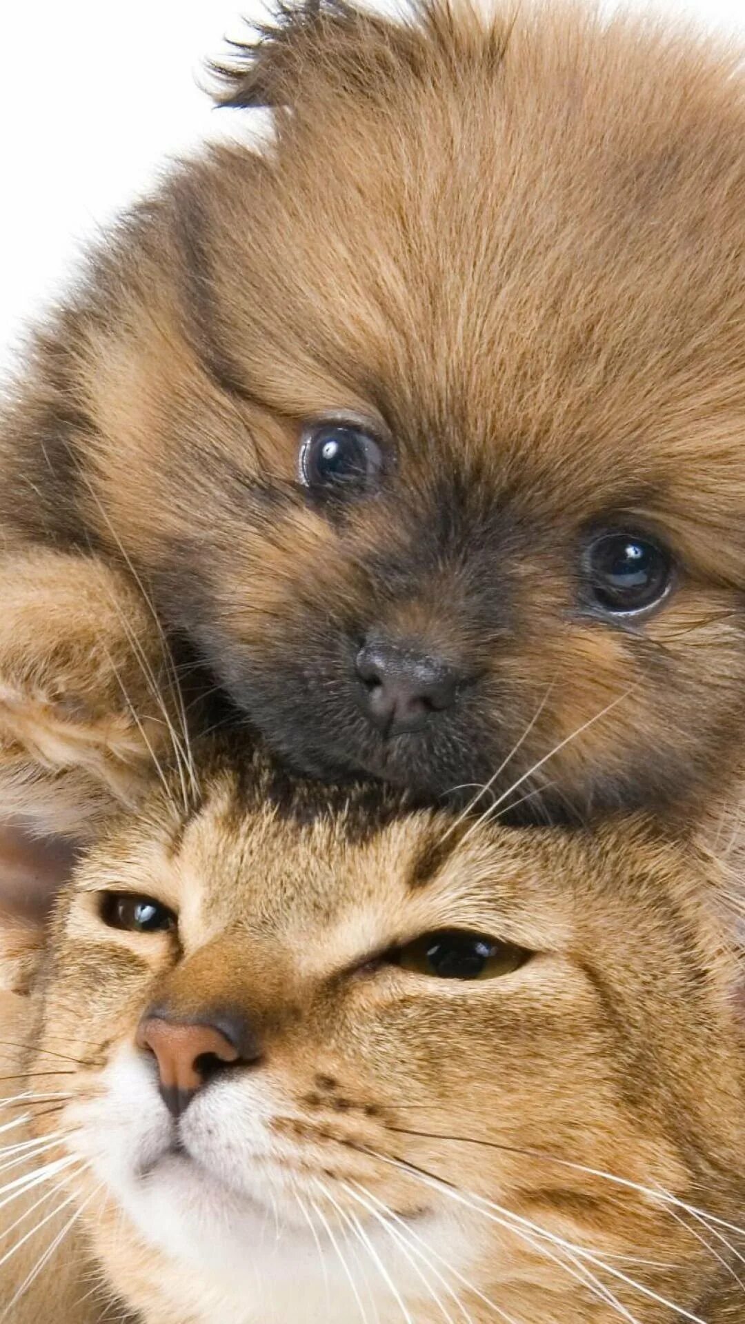 Собачки и кошечки. Кошка и собака в ванне. Милые кошки и собаки. Милые собачки и кошечки. Собачки и кошечки.