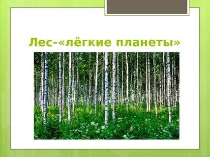 День работы леса
