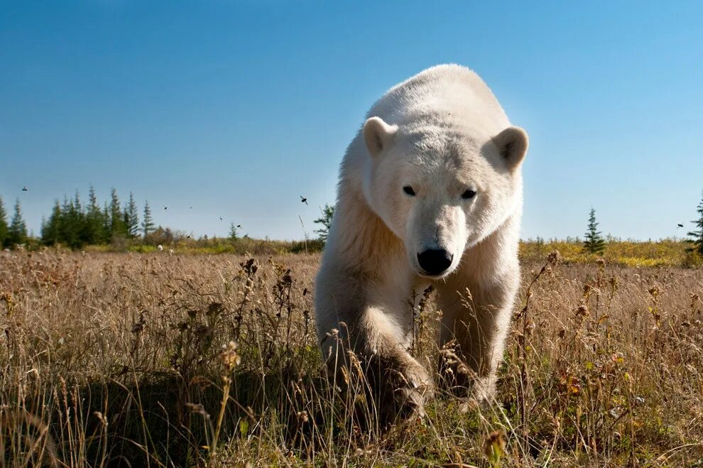 Где проживают медведи. Белый медведь в Северной Америке. Белый медведь фото. Белый медведь в лесу. Белый медведь обитает в России.