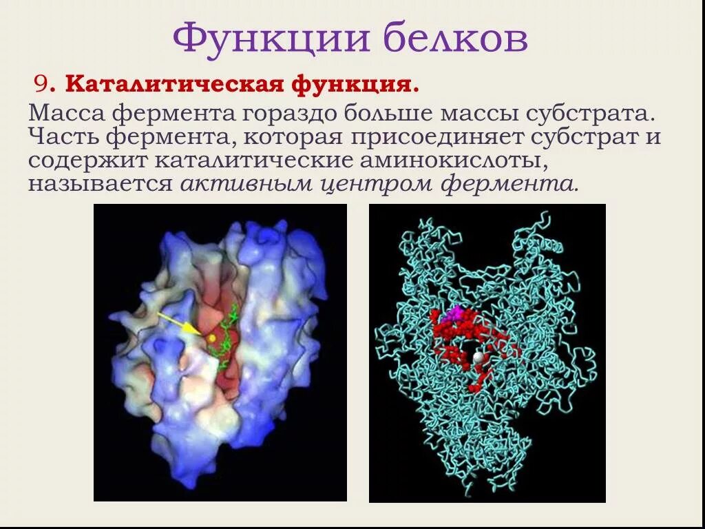 Белок 6 класс биология. Ферментативная функция белка. Белки каталитическая функция. Католическая функция белка. Каталитическая функция белков заключается в.