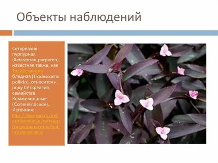 Традесканция приметы