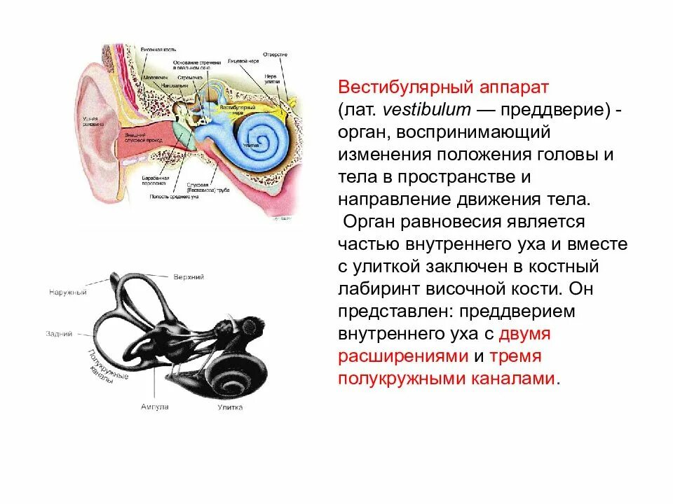 Какое значение имеет вестибулярный аппарат. Вестибулярный аппарат внутреннего уха строение. Вестибулярный аппарат отолитовый аппарат. Вестибулярный аппарат анализатор. Вестибулярный анализатор внутреннее ухо.