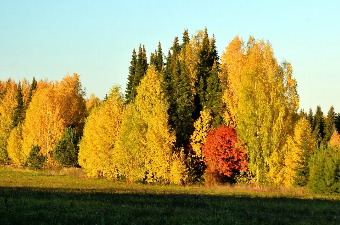 Клен хвойный. Лиственный лес Кировской области. Лес Кировской области осень. Осенний Лиственный лес. Листопадный лес.