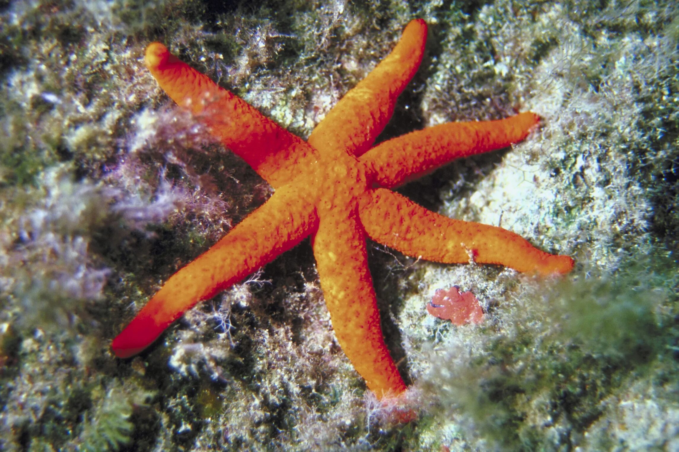 Обитатели бентоса. Морской гребешок это бентос. Морская звезда это животное. Морская звезда в океане. Морская звезда высушенная.