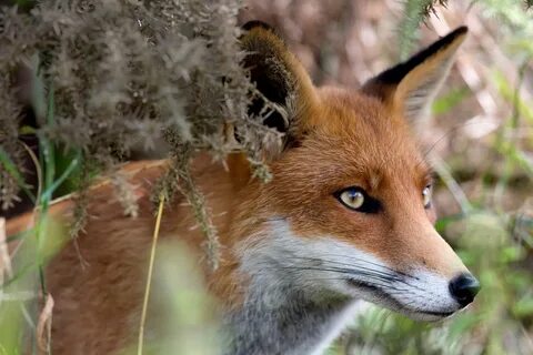 Beauty fox
