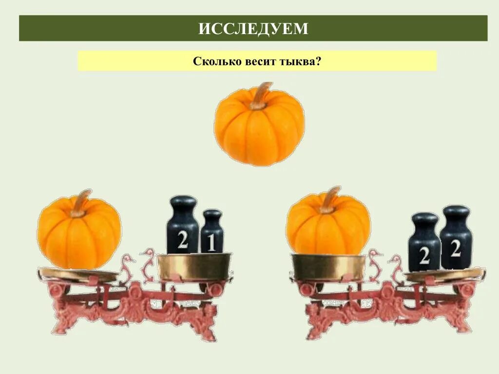 Масса тыквы а дыни. Средний вес тыквы. Сколько весит тыква. Масса тыквы. Вес одной тыквы.